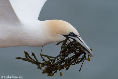 Gannet - Jan van Gent