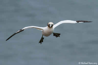 Gannet - Jan van Gent