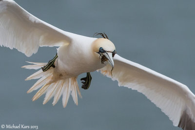 Gannet - Jan van Gent