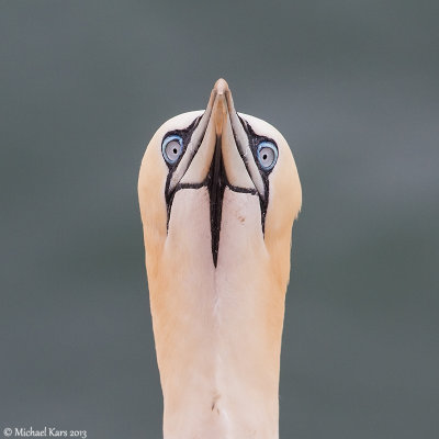 Gannet - Jan van Gent