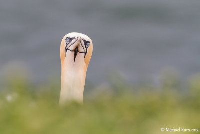 Gannet - Jan van Gent