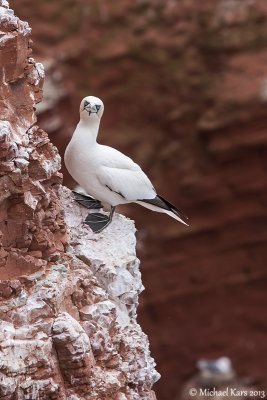 Gannet - Jan van Gent