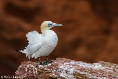 Gannet - Jan van Gent