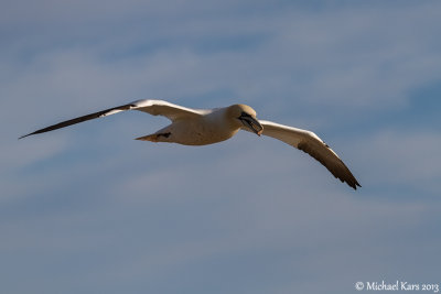 Gannet - Jan van Gent
