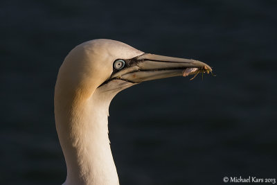 Gannet - Jan van Gent
