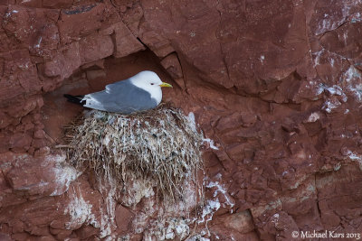 Kittiwake - Drieteenmeeuw