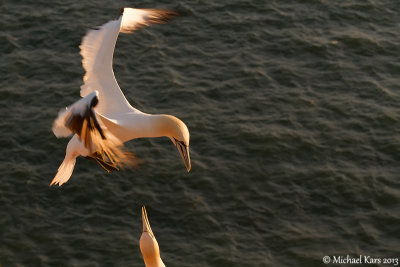 Gannet - Jan van Gent