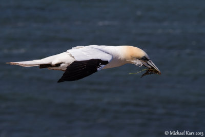 Gannet - Jan van Gent