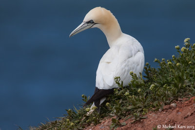 Gannet - Jan van Gent