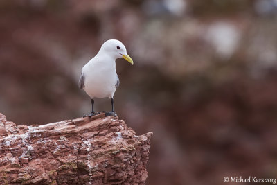 Kittiwake - Drieteenmeeuw