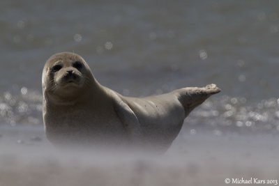Common Seal - Gewone Zeehond