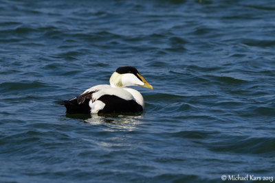 Common Eider - Eider