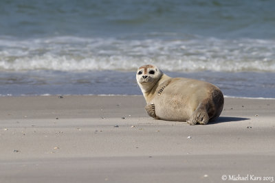 Common Seal - Gewone Zeehond