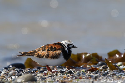 Ruddy Turnstone - Steenloper