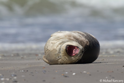 Common Seal - Gewone Zeehond