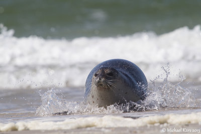 Common Seal - Gewone Zeehond