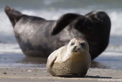 Common Seal - Gewone Zeehond