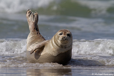 Common Seal - Gewone Zeehond
