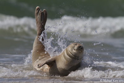 Common Seal - Gewone Zeehond