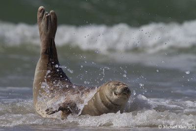Common Seal - Gewone Zeehond
