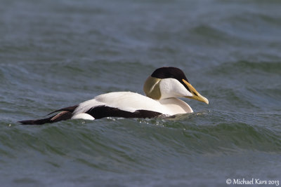 Common Eider - Eider