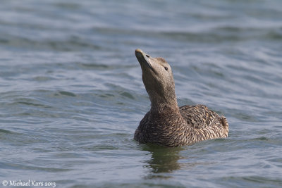 Common Eider - Eider