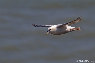 Fulmar - Noordse Stormvogel