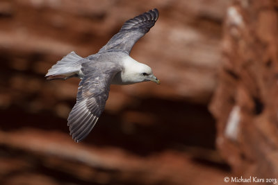 Fulmar - Noordse Stormvogel
