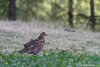 Hazel Grouse - Hazelhoen
