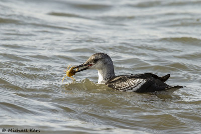 Black Guillemot - Zwarte Zeekoet - Cepphus grylle