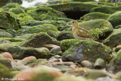 Golden Plover - Goudplevier