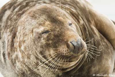 Grey Seal - Grijze Zeehond