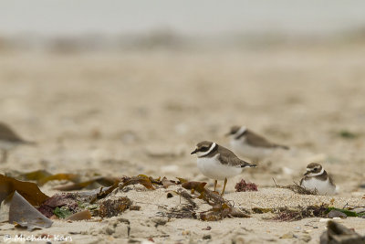 Ringed Plover - Bontbekplevier