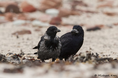 Rook / Hooded Crow - Roek/Bonte Kraai