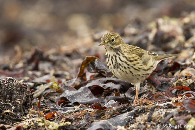 Meadow Pipit - Graspieper