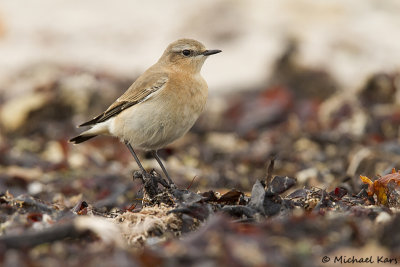 Northern Wheatear - Tapuit