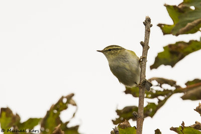 Yellow-browed Warbler - Bladkoning