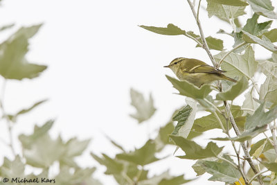 Yellow-browed Warbler - Bladkoning