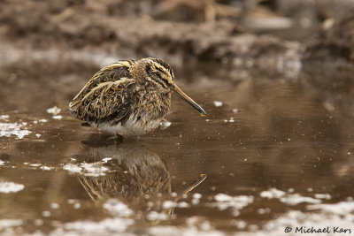 Jacksnipe - Bokje