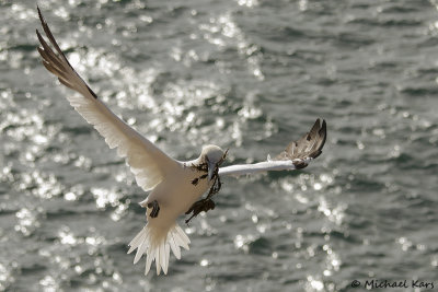 Gannet - Jan van Gent