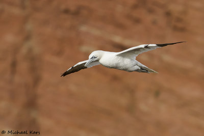 Gannet - Jan van Gent