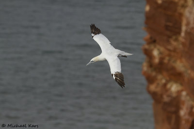 Gannet - Jan van Gent