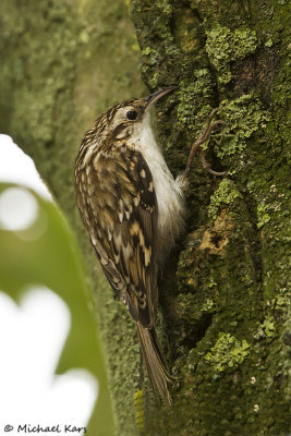 Central European Treecreeper -  Kortsnavelboomkruiper