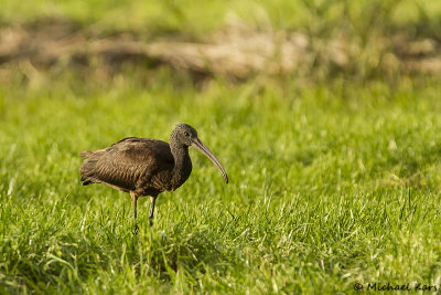 Glossy Ibis - Zwarte Ibis - Plegadis falcinellus