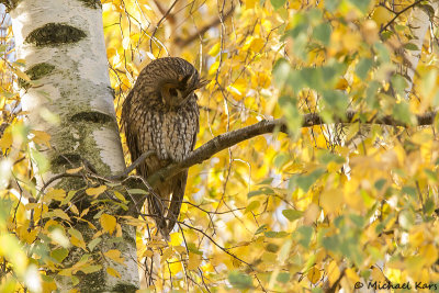 Long-eared Owl - Ransuil