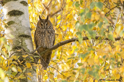 Long-eared Owl - Ransuil
