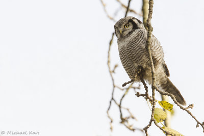 Northern Hawk-owl - Sperweruil - Surnia ulula
