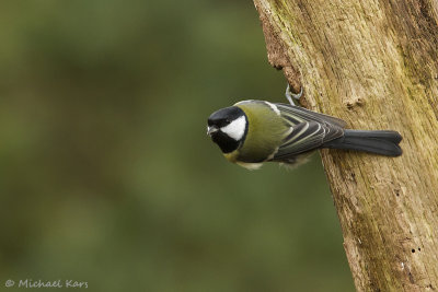 Great Tit - Koolmees