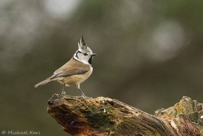 Crested Tit - Kuifmees - Lophophanes cristat