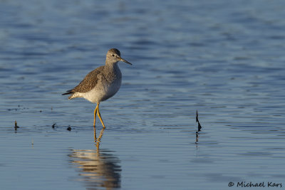 Lesser Yellowlegs - Kleine Geelpootruiter - Tringa flavipes